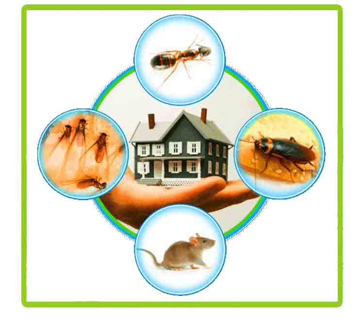 Pest Control Coquitlam Bc